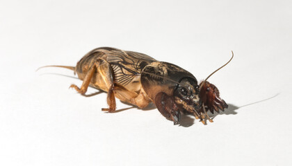 Gryllotalpa, commonly known as the European mole cricket. An insect parasitizing agricultural...