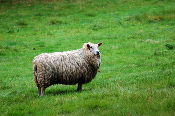 Sheep at the Field 2