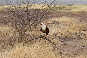 低木の枯れ木にとまるサンショクウミワシ