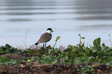ナイバシャ湖で出会ったツメバゲリ