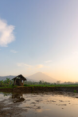 beautiful rice fields in Kajoran Village with Mountain on the background in the morning. Central Java, Indonesia