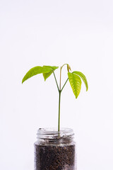 young plant in a glass