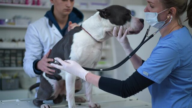 American Staffordshire Terrier in veterinary clinic with doctor listening auscultation as assistant caressing dog in slow motion. Portrait of pet undergoing exam as veterinarian using stethoscope