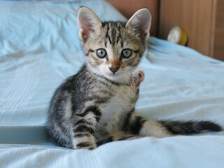 A tabby kitten on the bed.