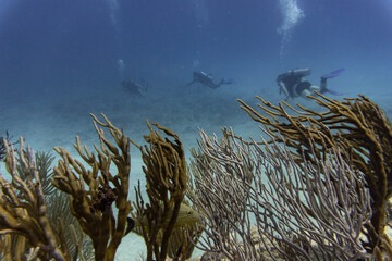 scuba divers behind coral