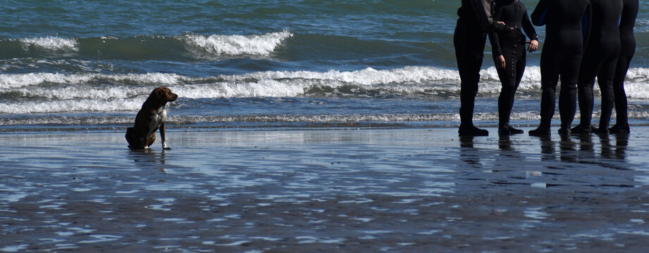 Perro de playa con buceadores