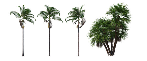 Tropical palm trees on a white background