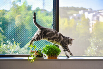 窓辺の観葉植物を飛び越える猫