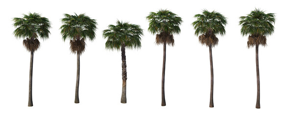 Tropical palm trees on a white background