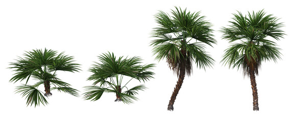 Tropical palm trees on a white background