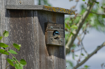 Tree Swallow in a Bird House