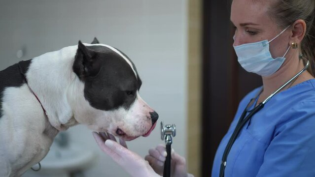 Side view smiling veterinarian standing with stethoscope as curios dog sniffing licking medical equipment. Caucasian woman taking care of ill purebred American Staffordshire Terrier in clinic indoors