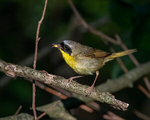 Male Common Yellowthroat in Michigan