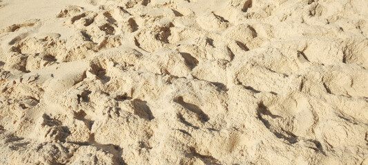 square garden tree trunk flowers leaf path street floor cement asphalt beach sea sand footprint...