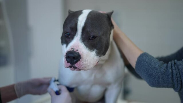 Close-up portrait of worried dog in veterinary clinic with veterinarian and owner preparing pet for sampling. Anxious sad purebred American Staffordshire Terrier indoors looking around in slow motion