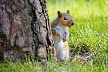 Squirrel behind a tree looks to the side.