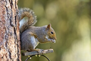 Squirrel drops a seed while eating.