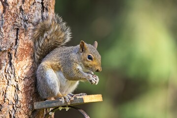 Naklejka na ściany i meble Squirrel eating seeds on a small platform.