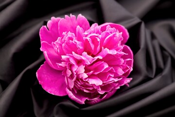 Pink peomy on black background.