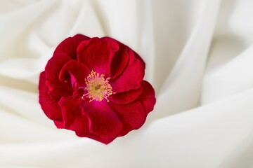 Red rose on a twirled white cloth.