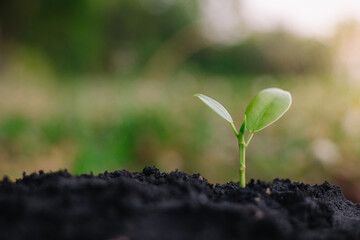 small plant growing on dirt in nature with sunshine green background. environment concept