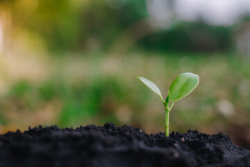 small plant growing on dirt in nature with sunshine green background. environment concept