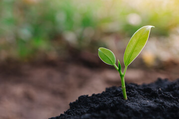 small plant growing on dirt in nature with sunshine green background. environment concept
