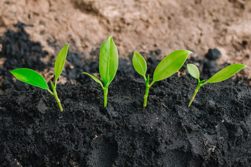 small plant growing on dirt in nature with sunshine green background. environment concept