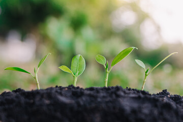 small plant growing on dirt in nature with sunshine green background. environment concept