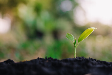 small plant growing on dirt in nature with sunshine green background. environment concept