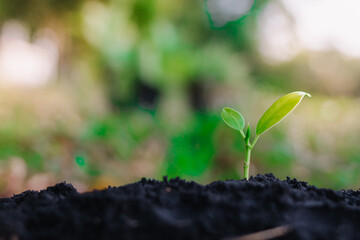 small plant growing on dirt in nature with sunshine green background. environment concept