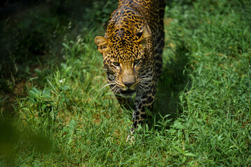 Picture Closeup of a leopard walking in green grass, this photo was taken at the gembiraloka zoo in the city of Yogyakarta Indonesia on July 6, 2022