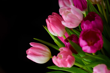 Obraz na płótnie Canvas Copyspace with a bunch of tulip flowers against a black background. Closeup of beautiful flowering plants with pink petals and green leaves blooming and blossoming. Bouquet to gift for valentines day