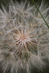 Fototapeta na wymiar close up of dandelion