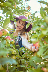 Portrait of one happy woman reaching to pick fresh red apple from trees on sustainable orchard...