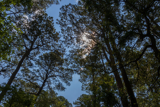 Horizontal sunburst through the forest trees