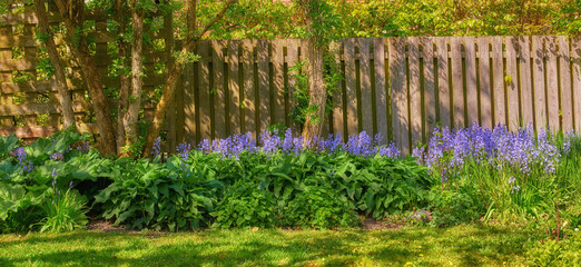 Bluebell flowers growing in a green garden in springtime with trees and wooden gate background....