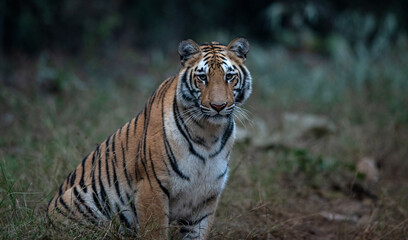 The regal Tiger of India