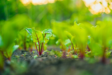 Vegetable garden bed with growing young beet roots close-up at sunrise