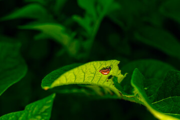 Colorado potato beetle larvae eating a young potato sprout close-up