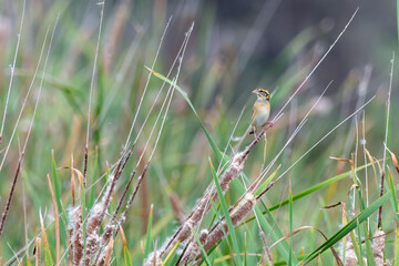 Black-breasted weaver, also known as the Bengal weaver or black-throated weaver (Ploceus benghalensis) observed in the wetlands near Virar in Maharashtra, India