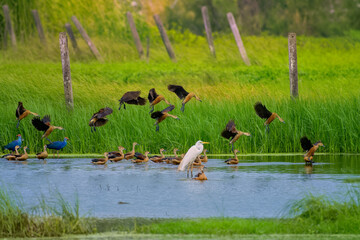 Avian biodiversity observed in the wetlands near Virar in Maharashtra, India