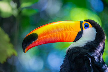 Colorful Toco Toucan tropical bird in Pantanal, Brazil