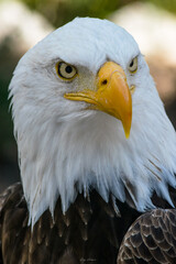 Vertical shot of a bald eagle with the view to one side.