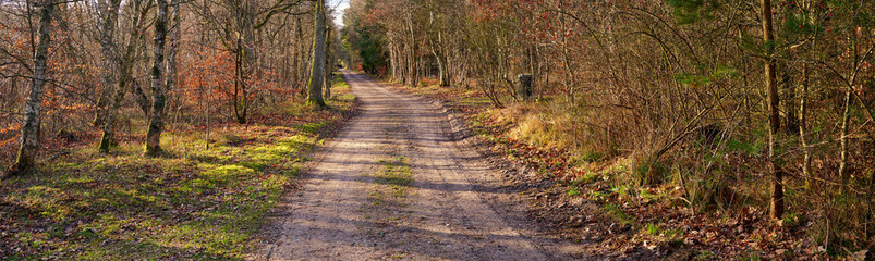 Dirt road in autumn forest. Wide angle of vibrant green grass and orange leaves growing on trees in a rural landscape in fall. Endless country path leading in peaceful and quiet nature background