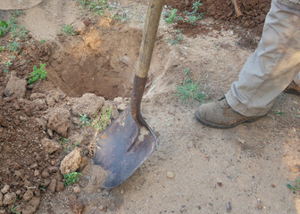 Man plants a tree, he make a hole with shovel and dig ground, nature, environment and ecology...