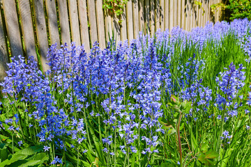 Closeup of blue kent bell flowers growing and flowering on green stems in private and secluded home...
