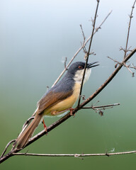 Ashy prinia or ashy wren-warbler (Prinia socialis) observed at the wetlands near Virar in Maharashtra, India