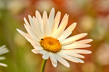 Closeup of a white daisy flower growing in a garden in summer with blurred background. Marguerite plants blooming in botanical garden in spring. Bunch of cheerful wild flower blooms in the backyard