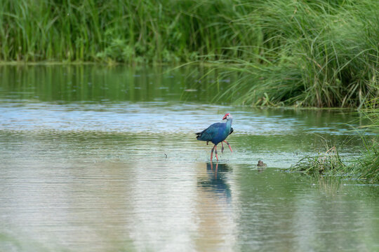 Grey-headed swamphen (Porphyrio poliocephalus) spotted at the wetlands near Virar in Maharashtra, India 